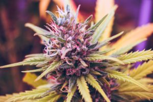 Alabama processor license requirements