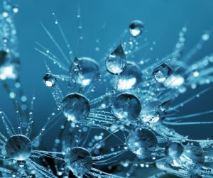 Cannabis Extraction and Distillation