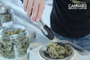 Cannabis License