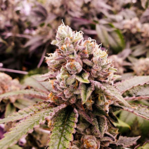 Cannabis bankruptcy